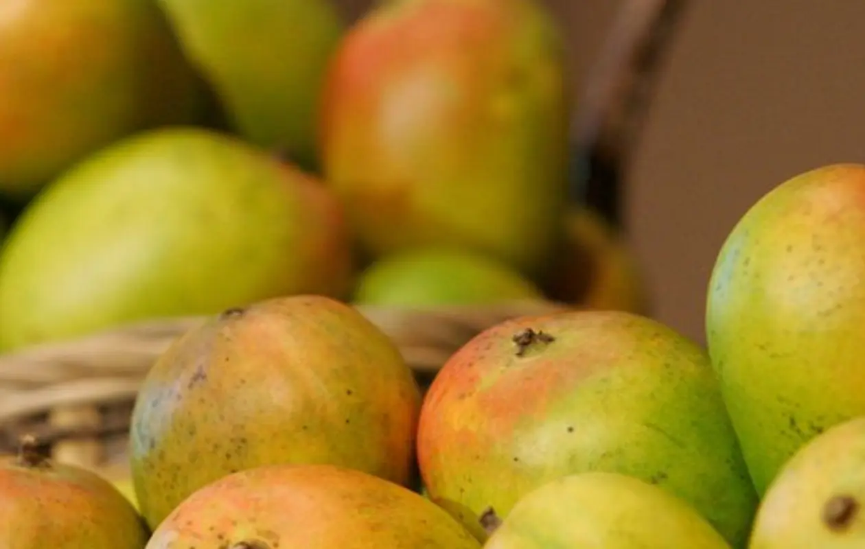 Mangos mexicanos son retirados en EE.UU. por riesgo de salmonela