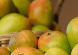 Mangos mexicanos son retirados en EE.UU. por riesgo de salmonela Mangos mexicanos son retirados en EE.UU. por riesgo de salmonela