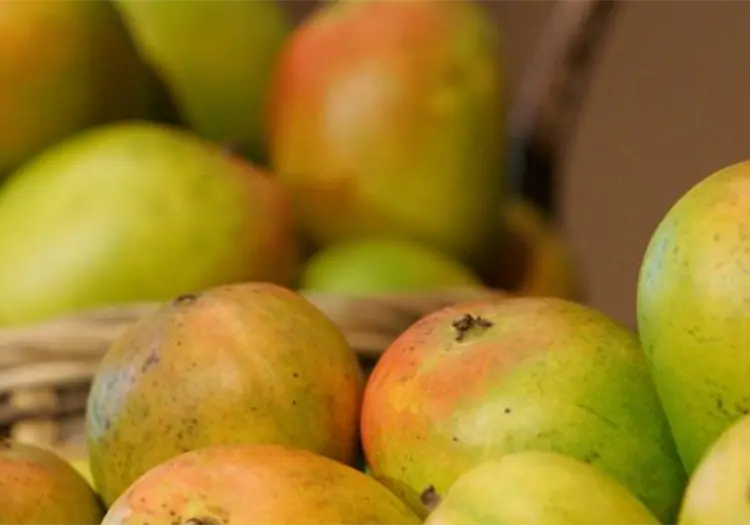 Mangos mexicanos son retirados en EE.UU. por riesgo de salmonela