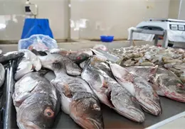Sigue bajo el surtido de pescados y mariscos en Cajeme Sigue bajo el surtido de pescados y mariscos en Cajeme