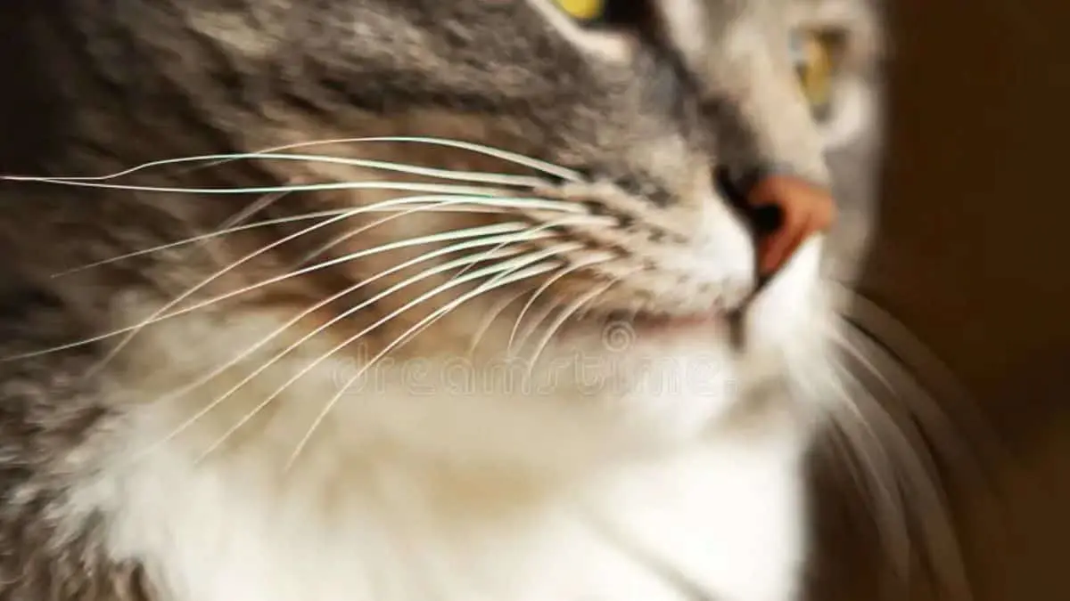 ¿Por qué nunca debes cortar los bigotes de tu gato? Estas son las funciones que cumplen las vibrisas
