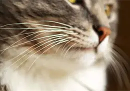 ¿Por qué nunca debes cortar los bigotes de tu gato? Estas son las funciones que cumplen las vibrisas