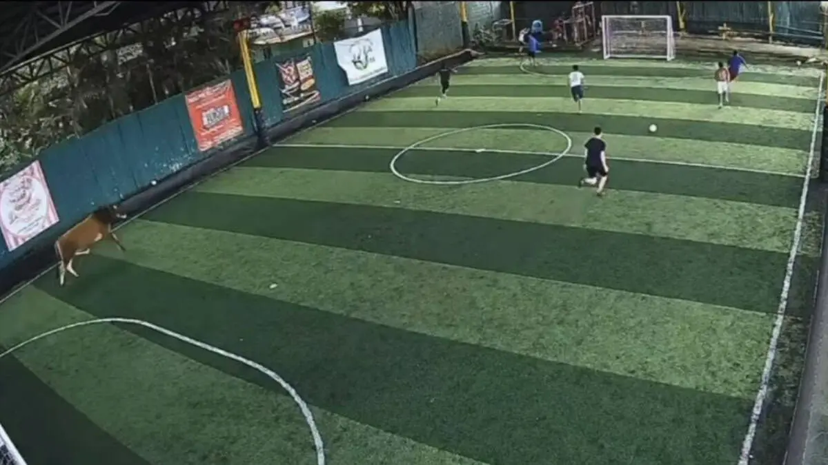 En redes sociales circula un video que captó a jugadores corriendo al notar la llegada de un toro que entra a la cancha y los persigue