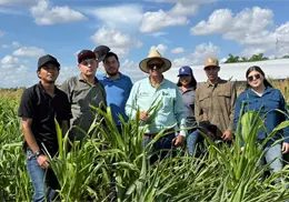 Estudiantes del ITVY llevan al campo sus conocimientos, aprenden a desarrollar híbridos de maíz y sorgo