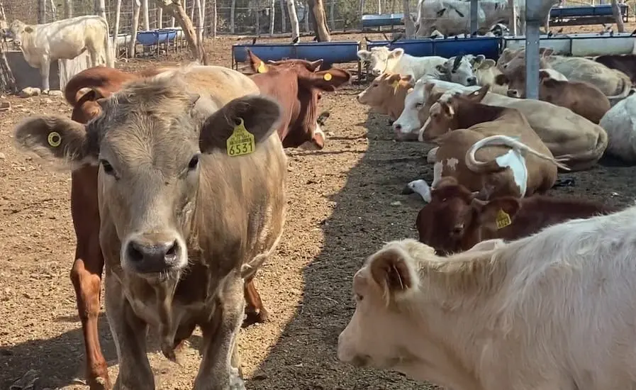 Sigue la preocupación entre los ganaderos de Álamos, debido a la presencia del gusano barrenador.