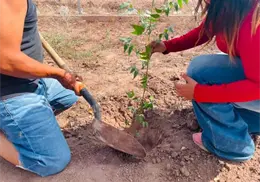 Promoverán nuevas acciones de reforestación y conservación ambiental en Etchojoa Promoverán nuevas acciones de reforestación y conservación ambiental en Etchojoa