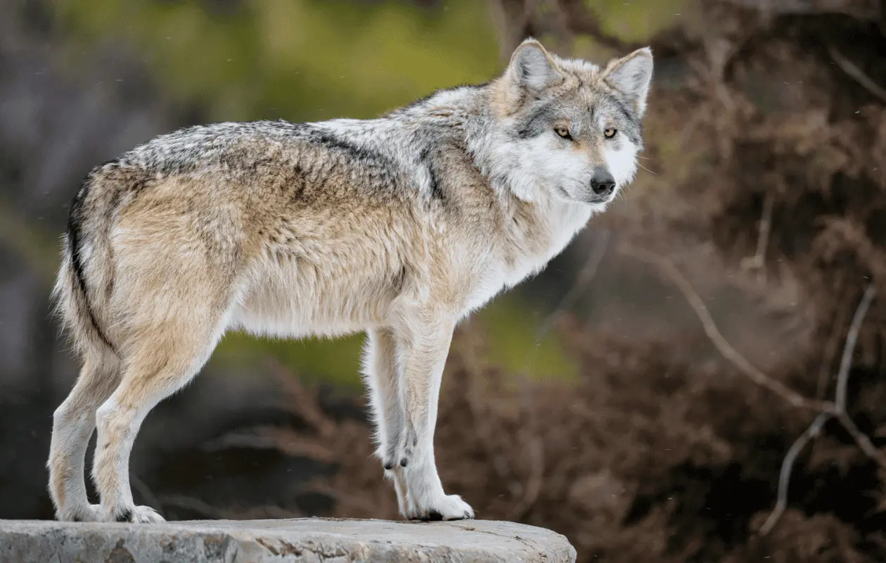 La revisión busca atender las preocupaciones de productores ganaderos que atribuyen a los lobos ataques contra sus animales. Foto: x.com