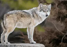 Lobo gris mexicano en riesgo: Trump analiza eliminar su protección federal