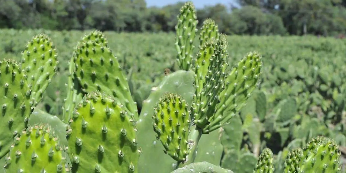 La especie forma parte del paisaje nacional y mantiene presencia en expresiones culinarias, agrícolas y culturales a través del tiempo.. (Créditos: el mexiquense)
