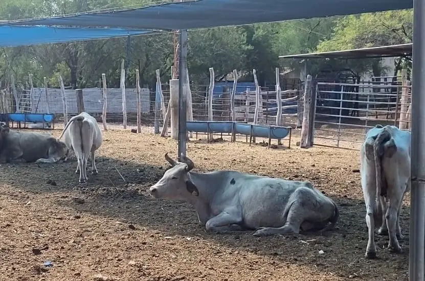 En las comunidades rurales es donde se ha registrado mayor presencia del gusano barrenador, reportaron asociaciones ganaderas. FOTO: Édgar Coronado