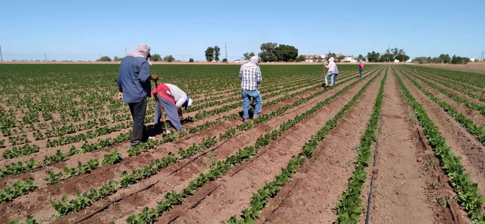 Los jornaleros indígenas siguen siendo los más afectados por la crisis del campo. Foto: Cortesía