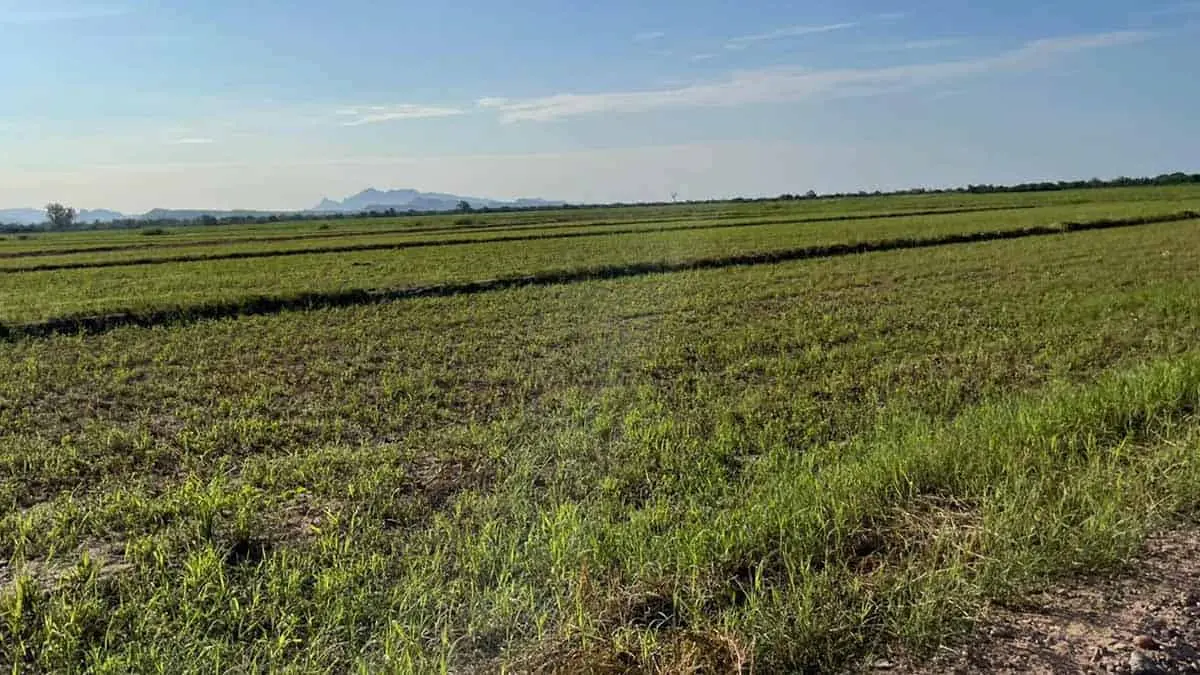 Pese a la alta productividad agrícola, el 91.8 por ciento de los productores a nivel nacional reportaron problemas además de los climáticos o biológicos. Foto Cortesía