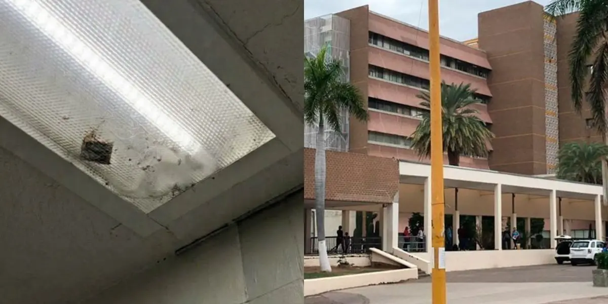 Un pequeño animal sobre una luminaria, situación que despierta inquietud por posibles riesgos sanitarios entre pacientes vulnerables. (créditos: redes sociales)