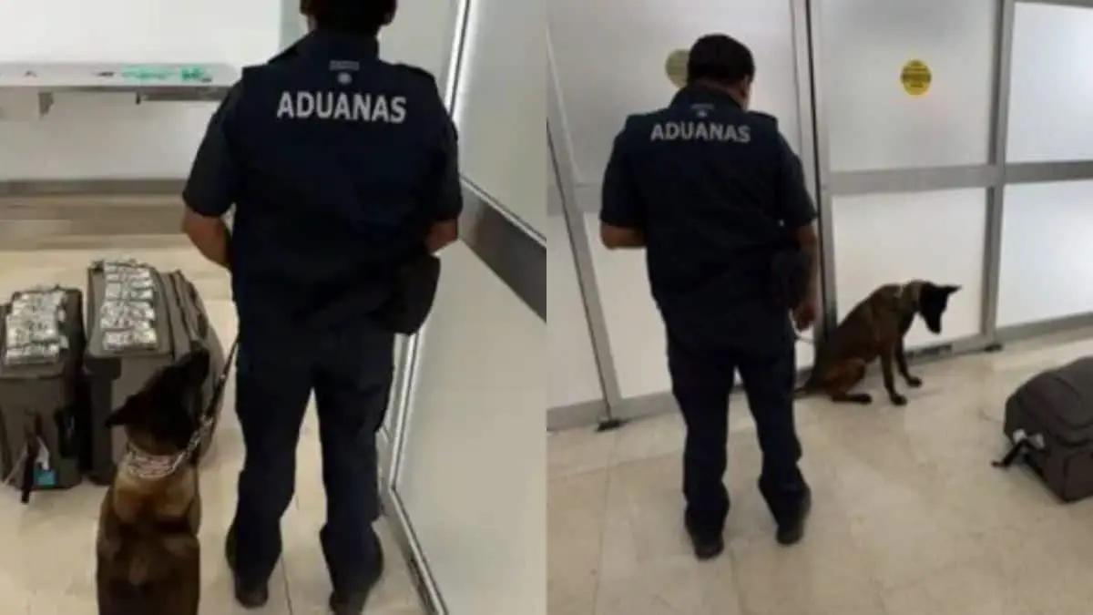 El dinero fue localizado en el equipaje de un pasajero procedente de Dallas, quien también transportaba pesos mexicanos sin declarar FUENTES:X