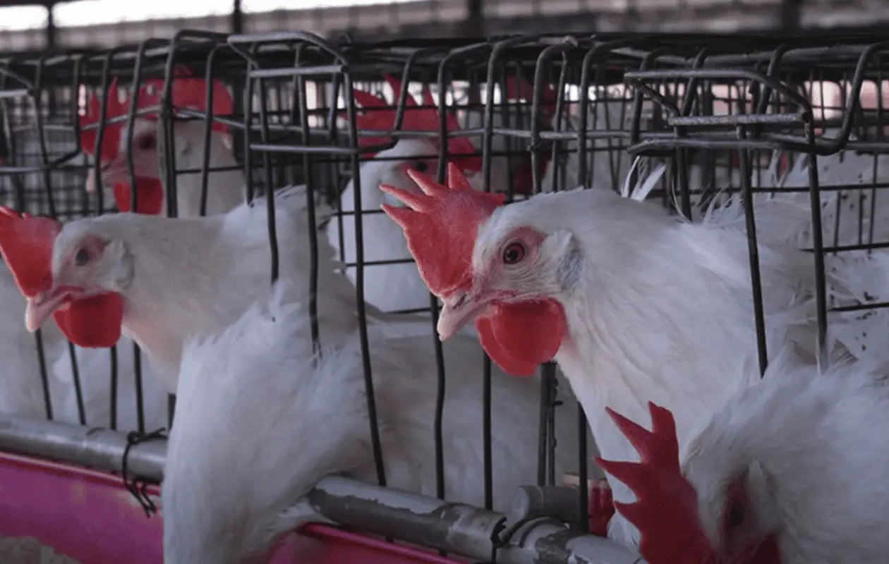 La enfermedad de Newcastle es una infección viral que afecta a distintas especies de aves y se propaga rápidamente. Foto: Columba Lopez