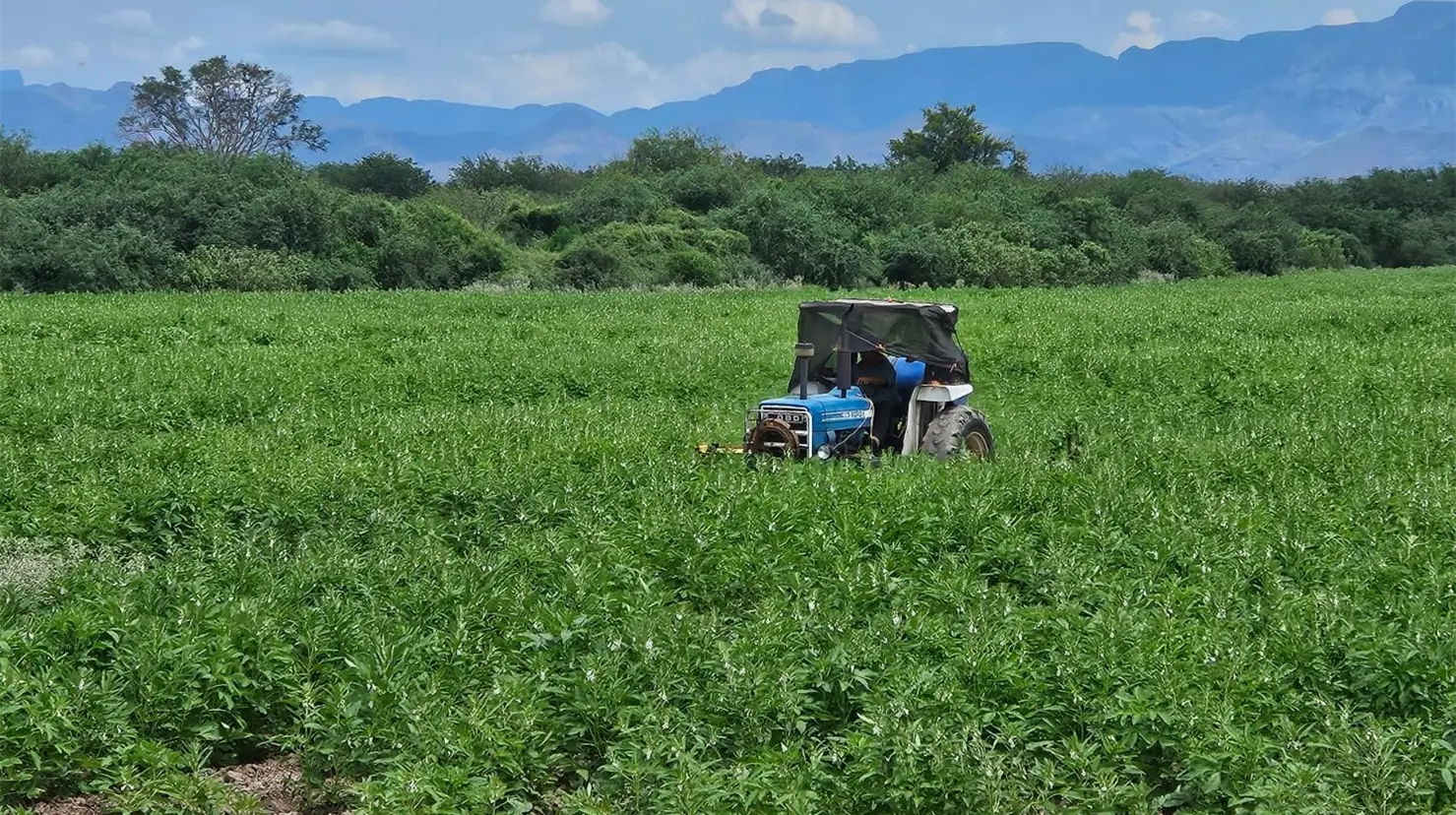 Campo sonorense. Foto: Diario del Yaqui