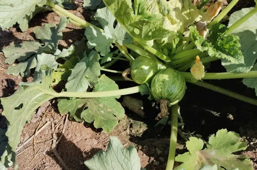 Calabacitas en huerto de traspatio. Foto: cortesía