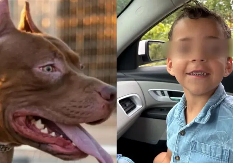 Niño de cuatro años pierde la vida tras ataque de un perro American Bully