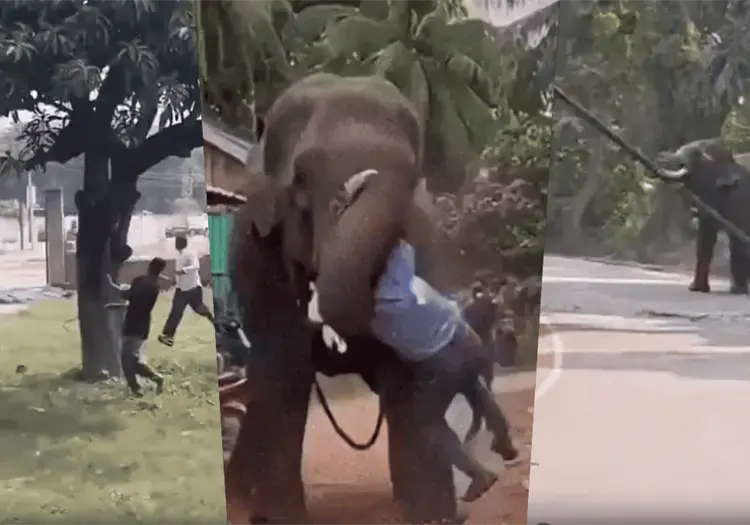 VIDEO | Pánico en India: elefante escapa de control, ataca a su cuidador y causa destrozos