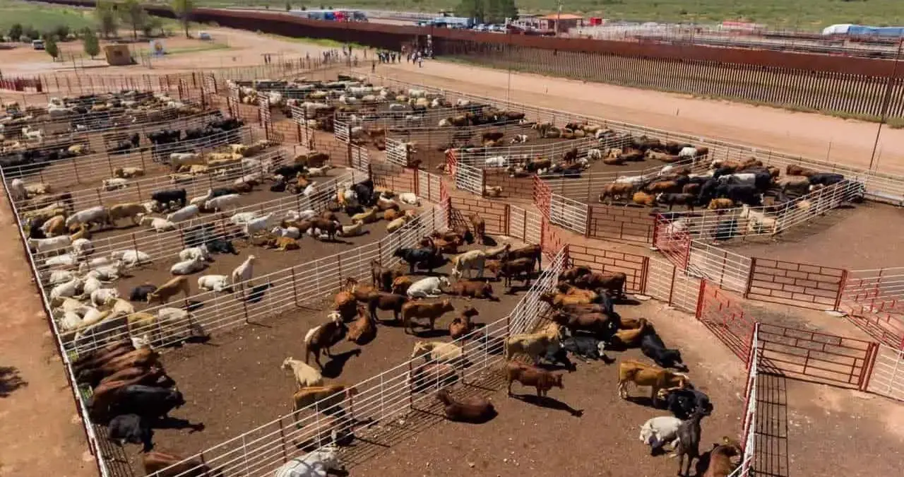 Durazo Montaño señaló que los protocolos sanitarios se aplicaron y que no se identificó una situación que justificara mantener suspendido el cruce de ganado por esta frontera. FOTO: ARCHIVO