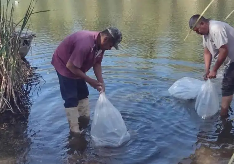 Piden permisos para impulsar ostricultura en el sur de Sonora