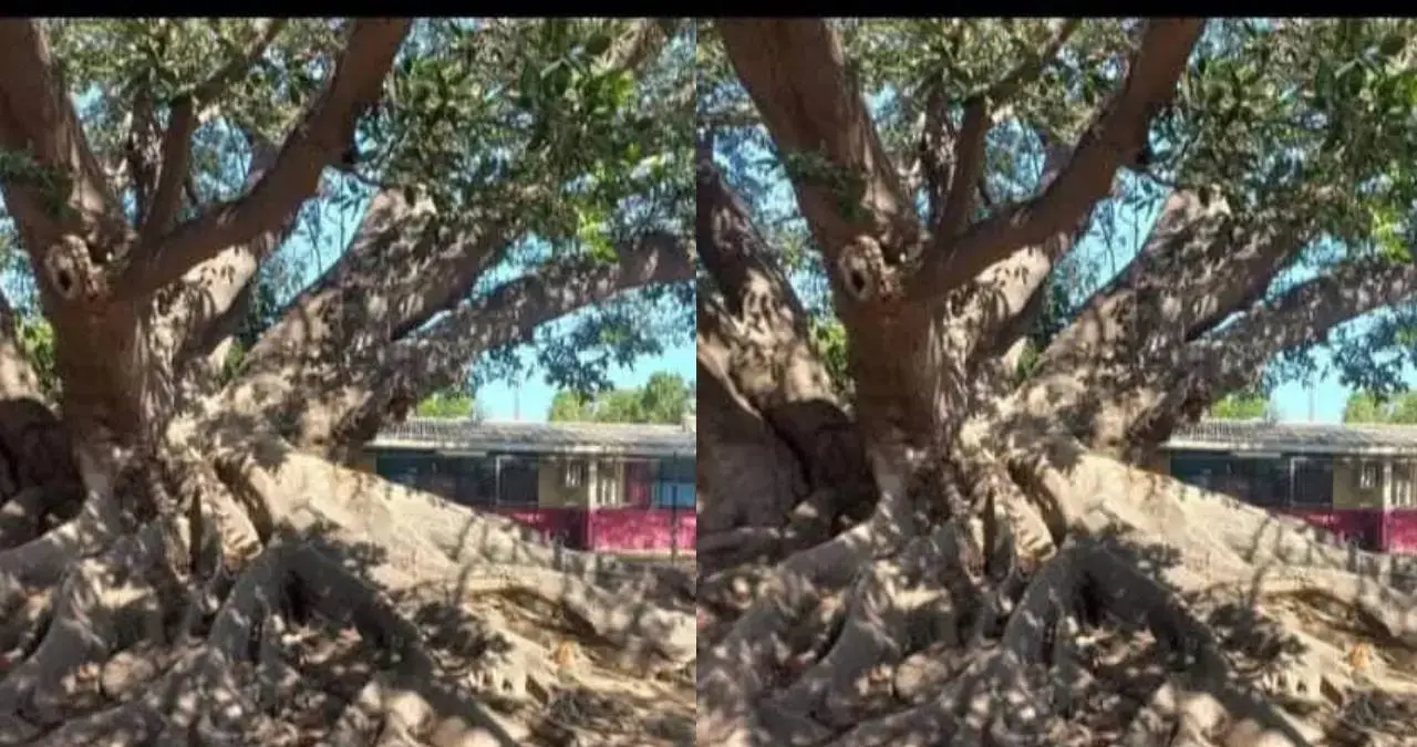 De este árbol salieron muchas abejas, causando mucho temor en niños. Foto: Cortesía
