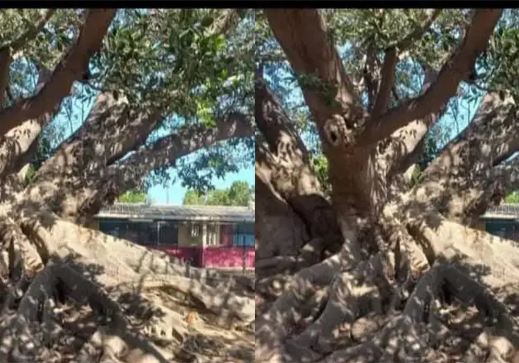 Atacan abejas en escuela rural de Huatabampo