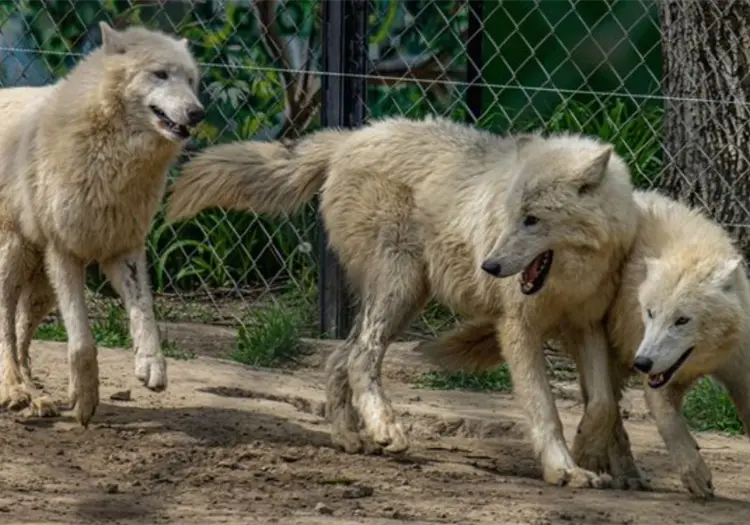 Niña de 8 años es atacada por lobos en zoológico de Alemania
