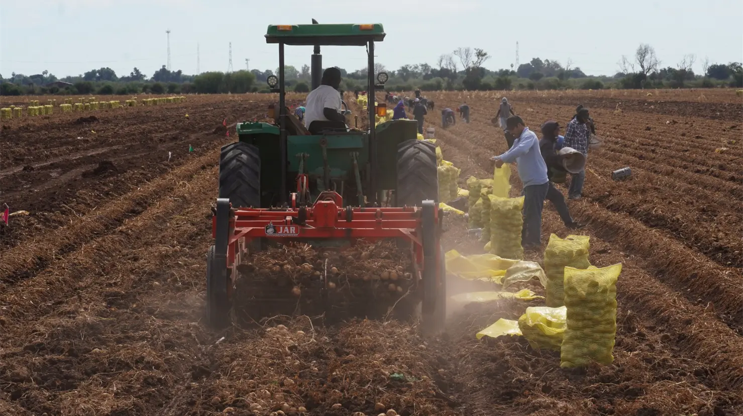 La economía sonorense tuvo un impulso durante el segundo trimestre de este año derivado de actividades primarias como la agricultura. Foto: Bernardo Hidalgo