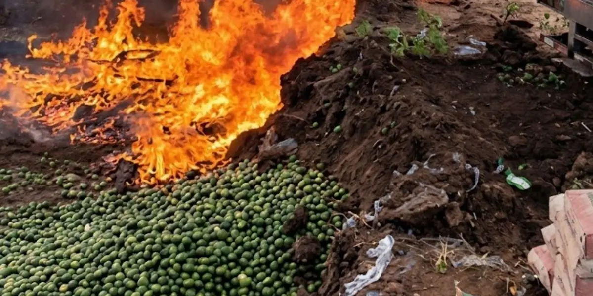La eliminación del producto agrícola se realizó mediante fuego y posterior entierro, como medida preventiva ante posibles afectaciones a las plantaciones.  (créditos: redes sociales)