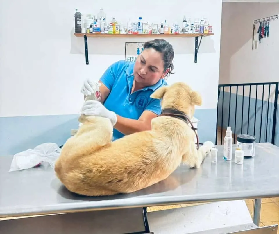 La mascota está siendo atendida por Álamos Dog. FOTO: Cortesía