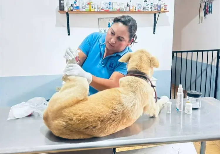 Confirman segundo caso de gusano barrenador en animales domésticos en Álamos