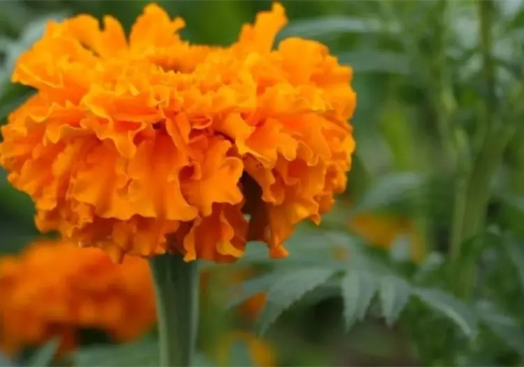 Xochimilco vende el 90% de su cempasúchil, pero aún hay flores disponibles